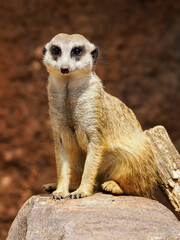 Meerkat sitting on a stone.