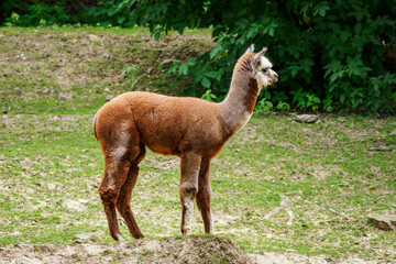 Fototapeta premium Brown llama outdoors in nature.
