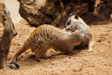 Fototapeta premium Playing meerkats on the sand.
