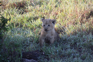 lioness in the grass