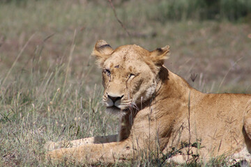 lioness and cub