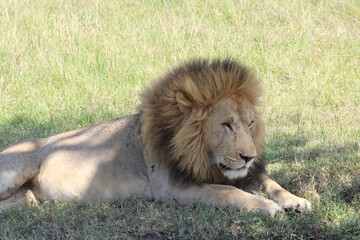 male lion cub
