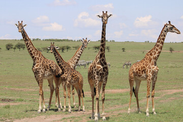 giraffe in the savannah