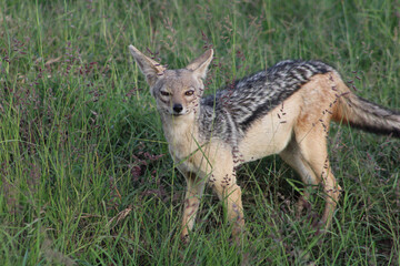red backed jackal