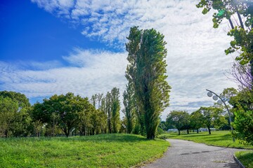 ポプラ並木と秋の雲のコラボ情景＠大阪