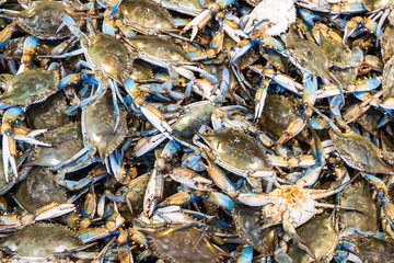 many blue crabs in the seafood market.