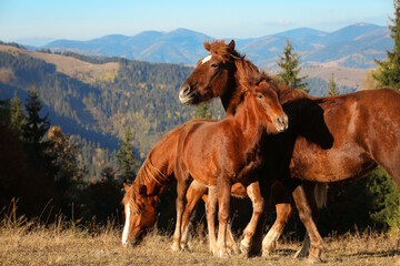 Fototapeta premium Brown horses grazing in mountains on sunny day. Beautiful pets