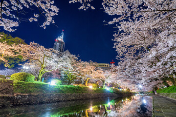 松川べりの桜並木　ライトアップ