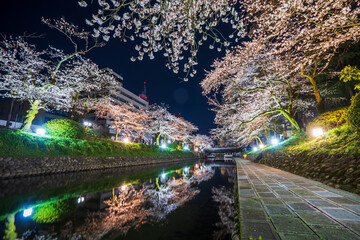 松川べりの桜並木　ライトアップ