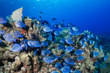 A large school of blue tangs swim over a tropical coral reef in the Cayman Islands