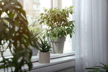 Many different houseplants on windowsill indoors. Interior design