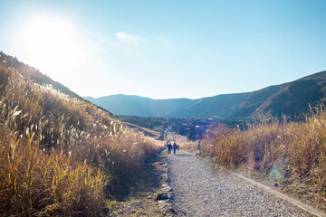 Obraz premium People walking in a susuki Chinese silver grass field in Hakone, Japan