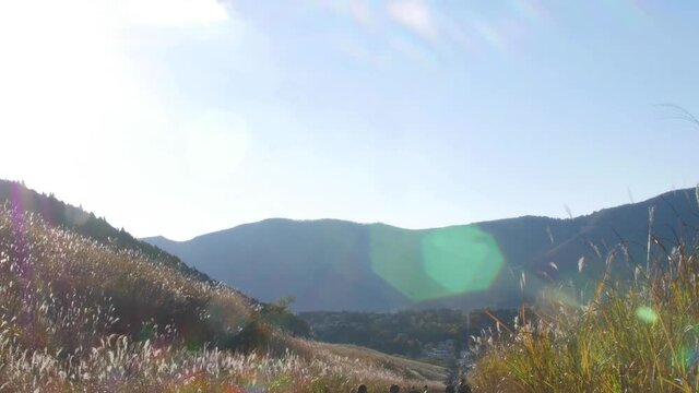 People walking in a susuki Chinese silver grass field in Hakone, Japan