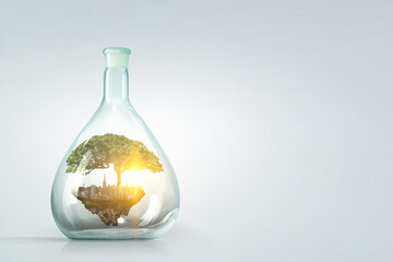 Tree growing inside clear glass bottle