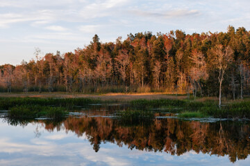 autumn in the forest