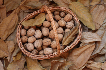 Walnuts, freshly picked and peeled from their green peels, ​lie in a wicker basket on a wooden deck sprinkled with dry walnut leaves. Day light. Closeup
