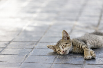 Fototapeta premium grey kitten sleep on floor with copy space. concept: homeless cat problem in Thailand .