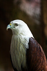 Close up, portrait of a eagle