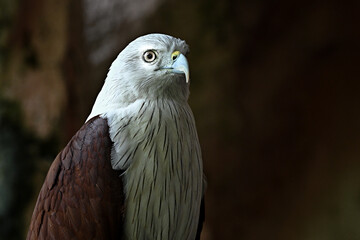 Close up, bird of prey