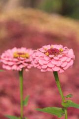 Early Summer scenery of Mulan grassland Scenic spot in Wuhan, Hubei Province, China
