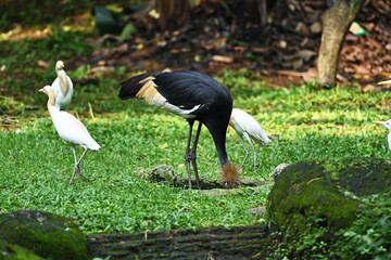 The crane is looking for food