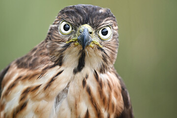 portrait of an eagle