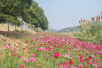 Obraz premium Early Summer scenery of Mulan grassland Scenic spot in Wuhan, Hubei Province, China