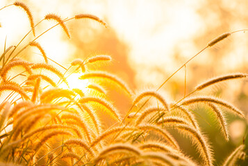 View of grasses in the field,  countryside Chiangmai province  Thailand
