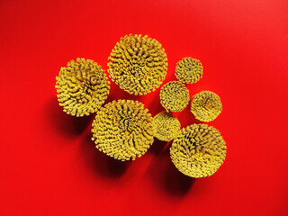 Yellow paper pom pom