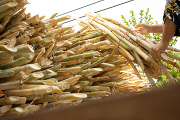 A view of a person loading or unloading piles of sugar cane on a flatbed truck.