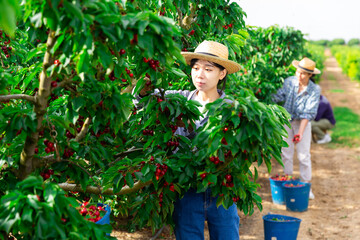 Farm female workers gathering crop of red fresh cherry at the farm