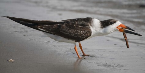 Black Skimmer Bird
