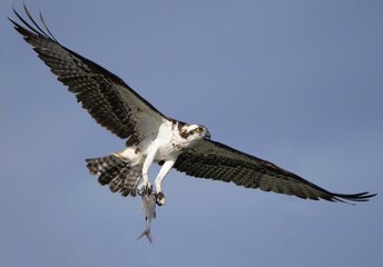 osprey in flight