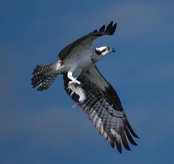 bird of prey