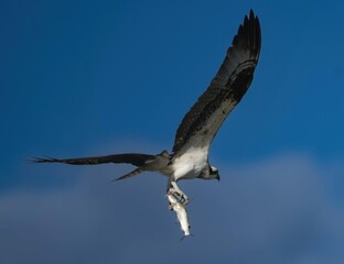 osprey in flight