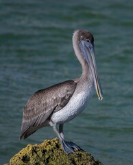 pelican on the beach