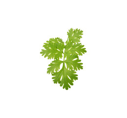 Coriander leaf isolated on white background