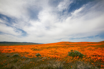 Poppy flowers blooming and covering the beautiful hills in a desert wonderland near Los Angeles California