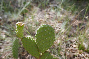 Prickly pear cactus cluster in dry climate