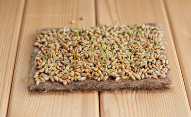 Close-up of micro greens of mustard, wheat and other plants at home. Growing mustard and arugula sprouts in close-up at home. The concept of vegan and healthy food. Sprouted seeds, micro-greens