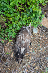 Dead bird seagull lying on the ground near the reservoir. Environmental disaster, environmental protection. Wildlife protection concept