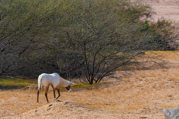 Arabian oryx or white oryx