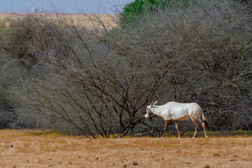 Arabian oryx or white oryx