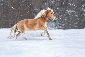 A haflinger horse running across a winter paddock