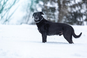 Portrait of a happy black dog in front of a winter landscape