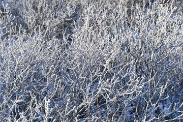 winter north of russia