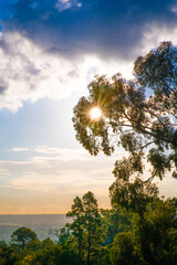 sunset in the forest