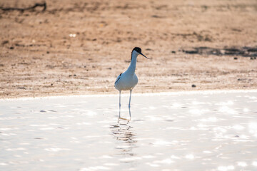 The pied avocet, Recurvirostra avosetta, is a large black and white wader with long, upturned beak