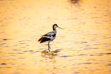 Water bird pied avocet, Recurvirostra avosetta, standing in the water in orange sunset light. The pied avocet is a large black and white wader with long, upturned beak