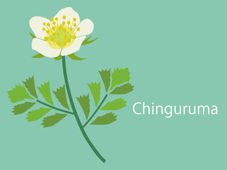 花・チングルマ